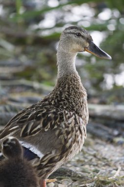 Göl üzerinde ördek