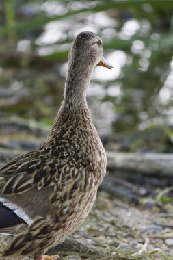 Göl üzerinde ördek