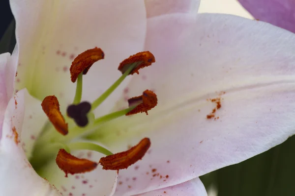 Лили в саду — стоковое фото