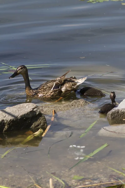 鸭子和小鸭在湖 — 图库照片