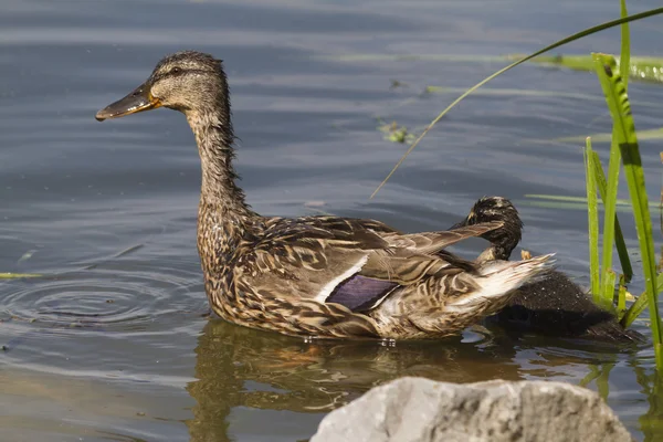 Duck and duckling on lake