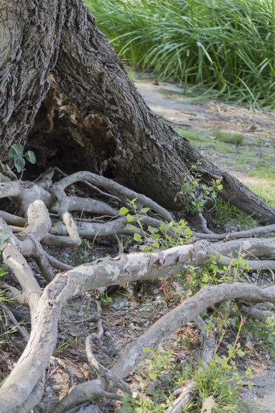 Radici degli alberi — Foto Stock