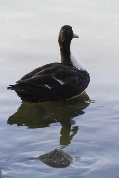 Patos en el lago — Foto de Stock