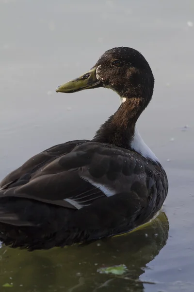 Patos en el lago — Foto de Stock