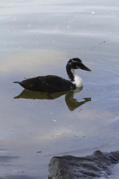 Kaczek na jeziorze — Zdjęcie stockowe