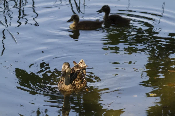 Pato e patinho no lago — Fotografia de Stock