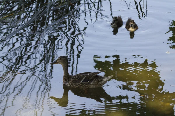 Pato e patinho no lago — Fotografia de Stock