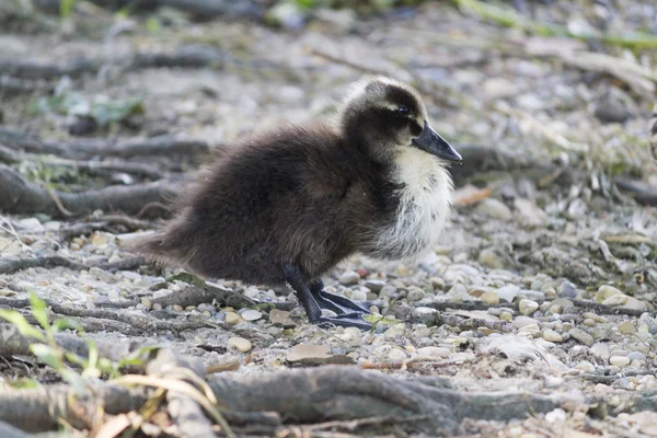 Ducklings on lake — Stock Photo, Image