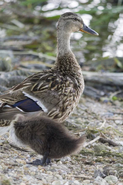 Duck and duckling on lake