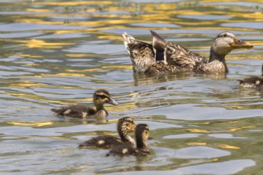 Göl kenarında ducklings ile ördek