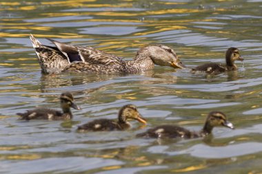 Göl kenarında ducklings ile ördek