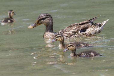 Göl kenarında ducklings ile ördek