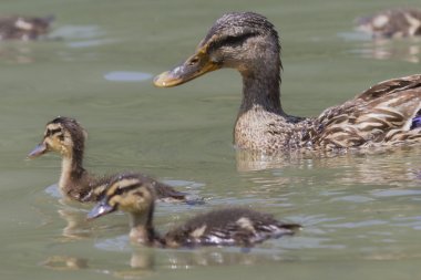 Göl kenarında ducklings ile ördek
