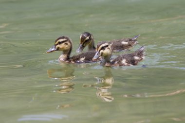 Göl kenarında ördek yavrusu