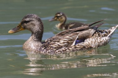 Göl kenarında ducklings ile ördek