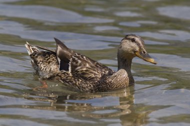 Göl kenarında ördek yavrusu