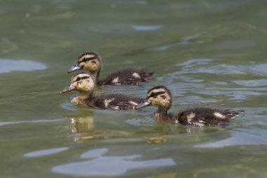 Göl kenarında ördek yavrusu
