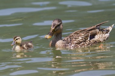 Göl kenarında ducklings ile ördek
