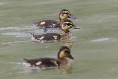 Göl kenarında ördek yavrusu