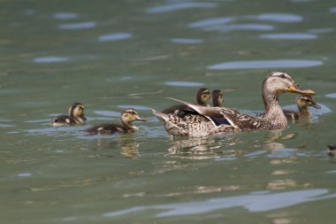 Göl kenarında ducklings ile ördek