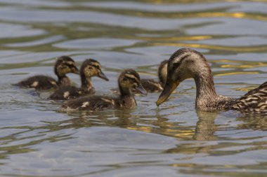 Göl kenarında ducklings ile ördek
