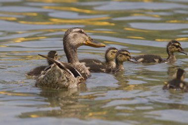 Göl kenarında ducklings ile ördek