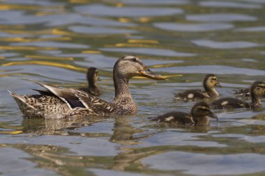 Göl kenarında ducklings ile ördek