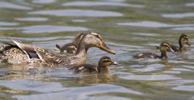 Göl kenarında ducklings ile ördek