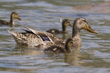 Göl kenarında ducklings ile ördek