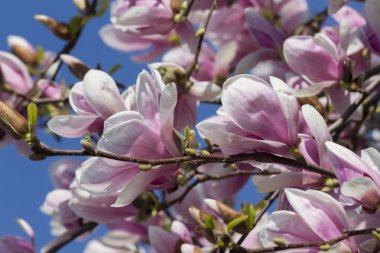 Manolya çiçek ağaç üzerinde