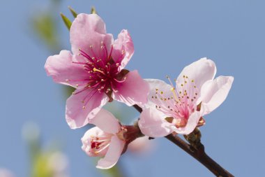 Ağaç üzerinde şeftali çiçek