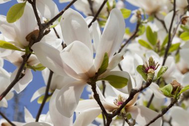 Manolya çiçek ağaç üzerinde