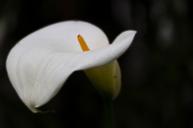 Calla lily bahçede