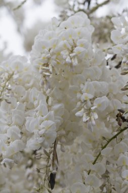 bahçede beyaz wisteria