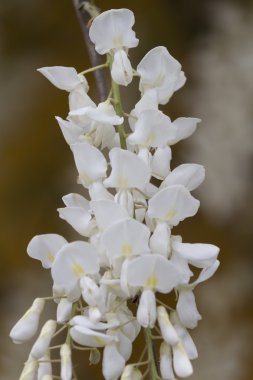 bahçede beyaz wisteria