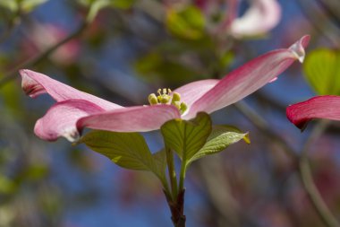 Manolya çiçek ağaç üzerinde