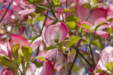 Manolya çiçek ağaç üzerinde