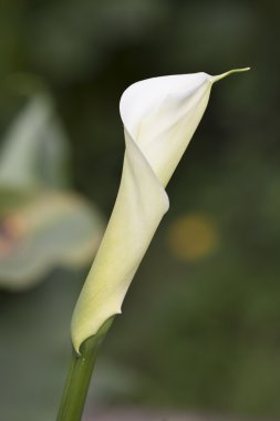 Calla lily bahçede