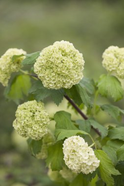 Viburnum Bahçede