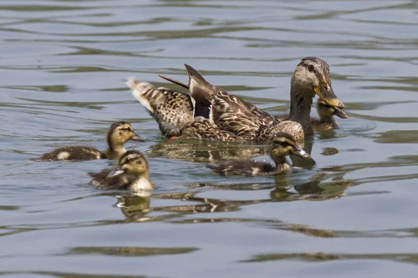 호수에 ducklings와 오리 — 스톡 사진