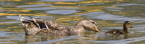 Kachna s ducklings na jezeře — Stock fotografie