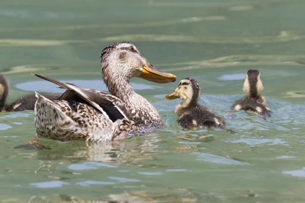 Duck with ducklings on lake — Stock Photo, Image