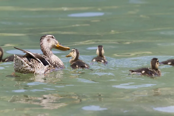 Duck with ducklings on lake — Stock Photo, Image