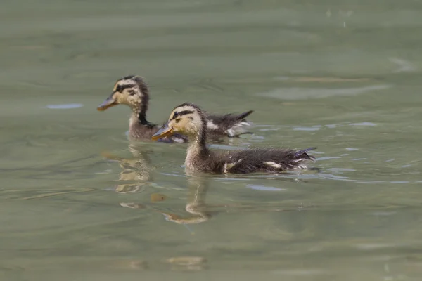 Ducklings on lake — Stock Photo, Image