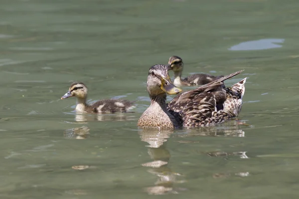 湖でアヒルと鴨します。 — ストック写真