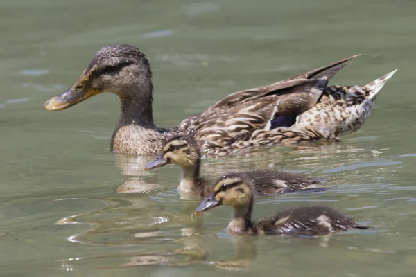 Duck with ducklings on lake — Stock Photo, Image