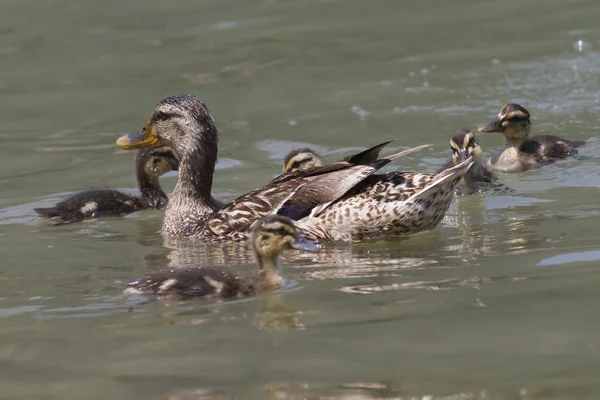 湖でアヒルと鴨します。 — ストック写真