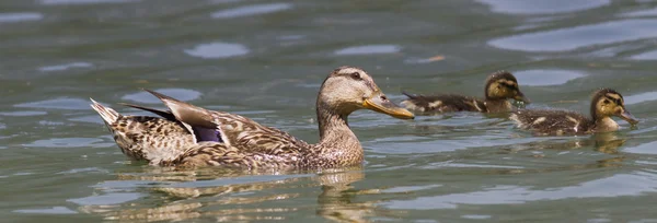 Entchen auf dem See — Stockfoto