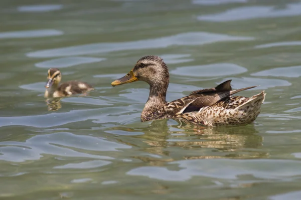 Pato com patinhos no lago — Fotografia de Stock