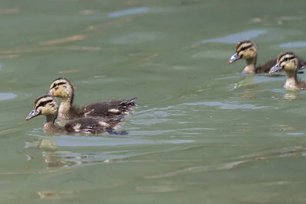 Ducklings on lake — Stock Photo, Image